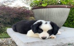 Australian Shepherd dogs for sale: Henry - Image 2