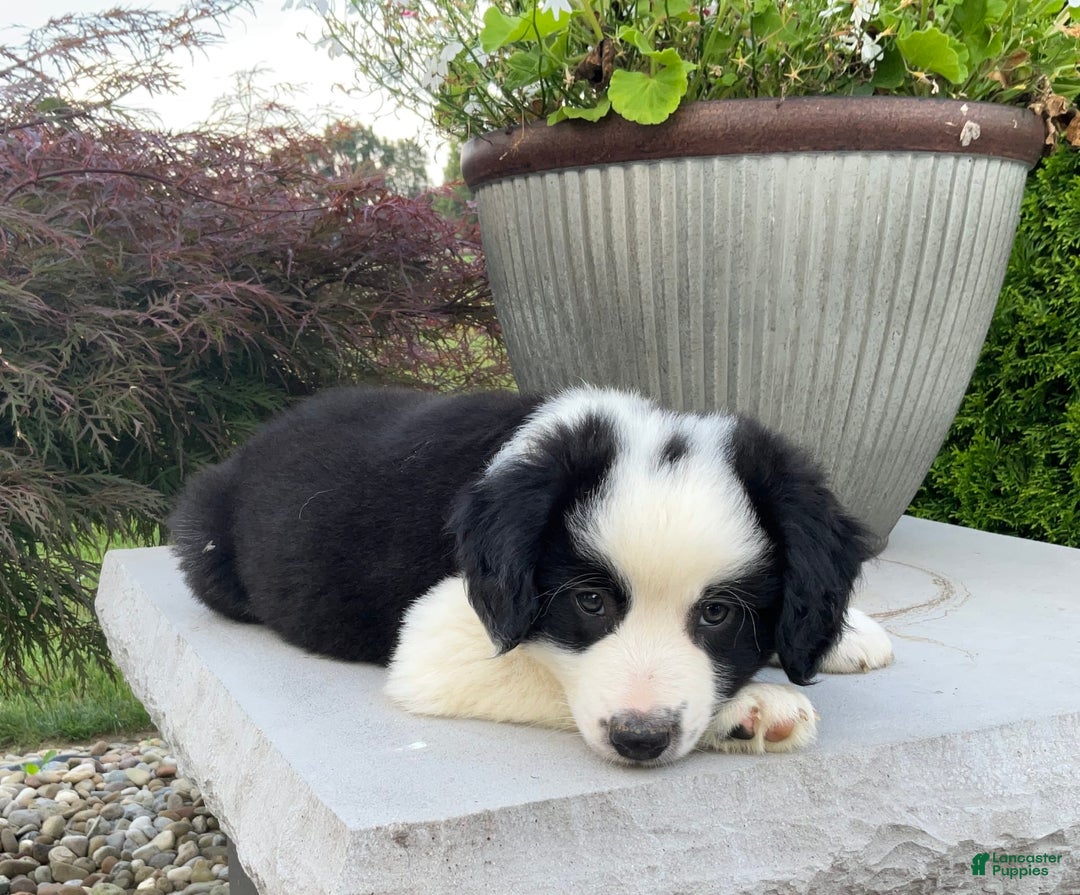 Australian Shepherd dogs for sale: Henry - Image 2