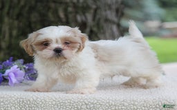 Shih Tzu dogs for sale: Colby - Image 1
