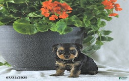 Yorkshire Terrier dogs for sale: Ken - Image 3