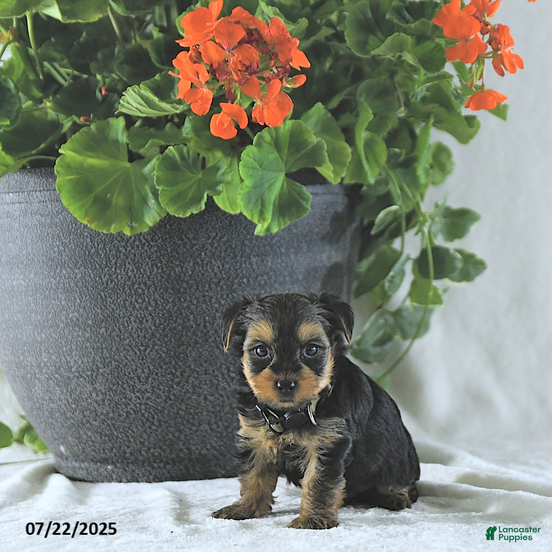 Yorkshire Terrier dogs for sale: Ken - Image 3