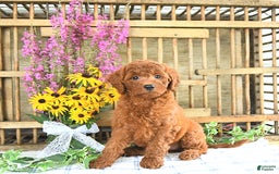 Mini Goldendoodle dogs for sale: Khloe - Image 4