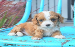 Cavapoo dogs for sale: Amber - Image 4
