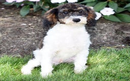 Miniature Poodle dogs for sale: Austin - Image 10
