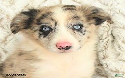 Border Collie dogs for sale: Nala - Image 2