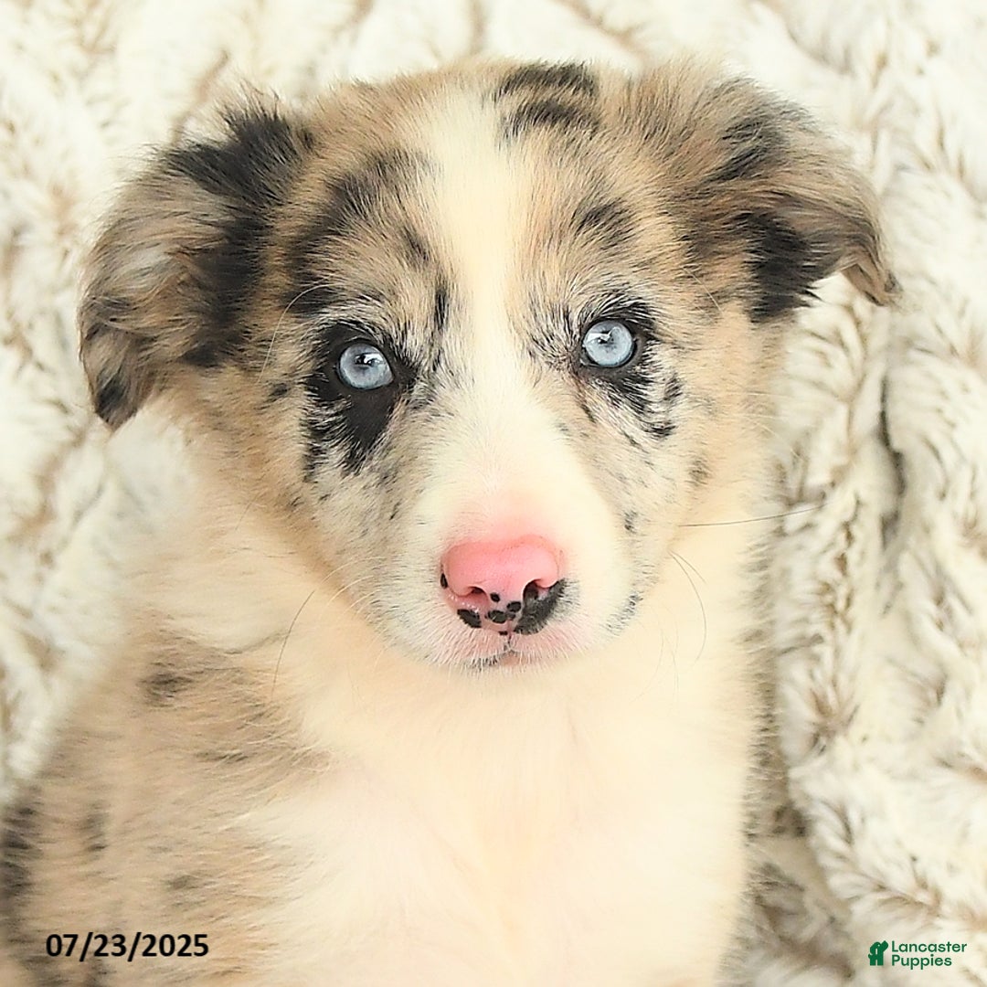 Border Collie dogs for sale: Nala - Image 2