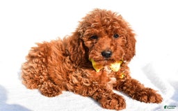 Miniature Poodle dogs for sale: Miniature Poodle 5 puppies - Image 1