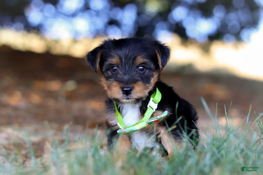 Yorkshire Terrier dogs for sale: Moses - Image 1