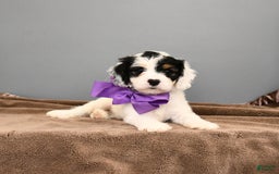 Cavapoo dogs for sale: Coconut - Image 1