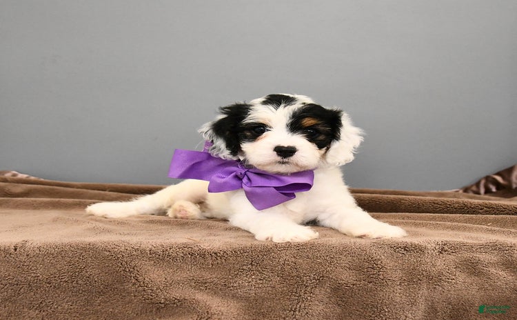 Cavapoo dogs for sale - Ad 3