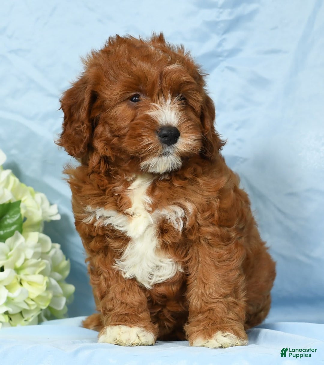Cavapoo dogs for sale: Tonya - Image 9
