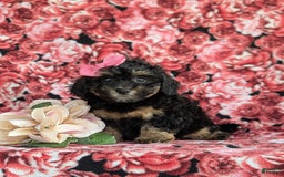 Havapoo dogs for sale: Flora Hypoallergenic - Image 4