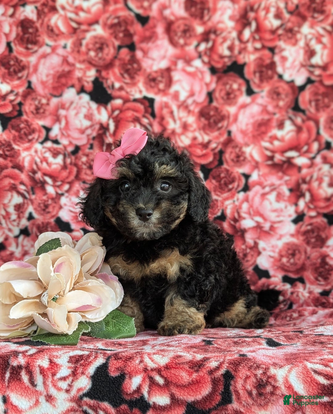 Havapoo dogs for sale: Flora Hypoallergenic - Image 4