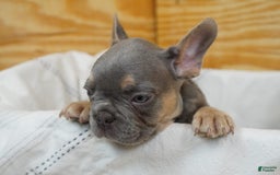 French Bulldog dogs for sale: River - Image 3