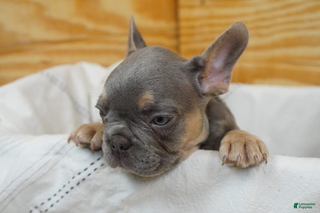 French Bulldog dogs for sale: River - Image 3
