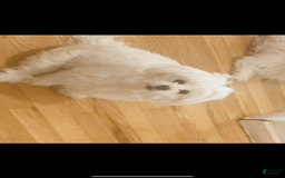 Maltese dogs for sale: Roz - Image 2