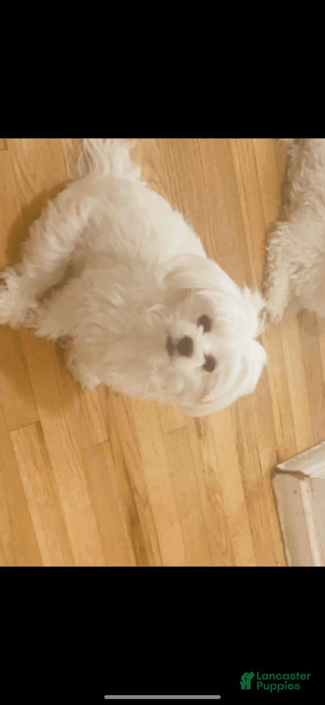 Maltese dogs for sale: Roz - Image 2
