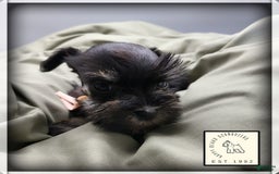 Miniature Schnauzer dogs for sale: Fern - Image 5