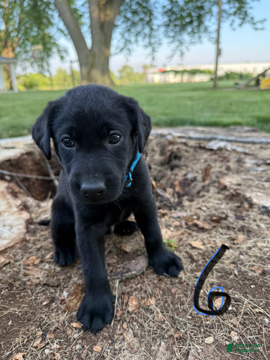 Labrador Retriever dogs for sale: Rampin Roscoe - Image 1