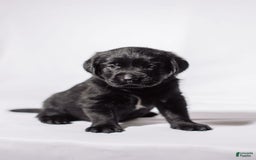 Goldador dogs for sale: Yellow - Image 10