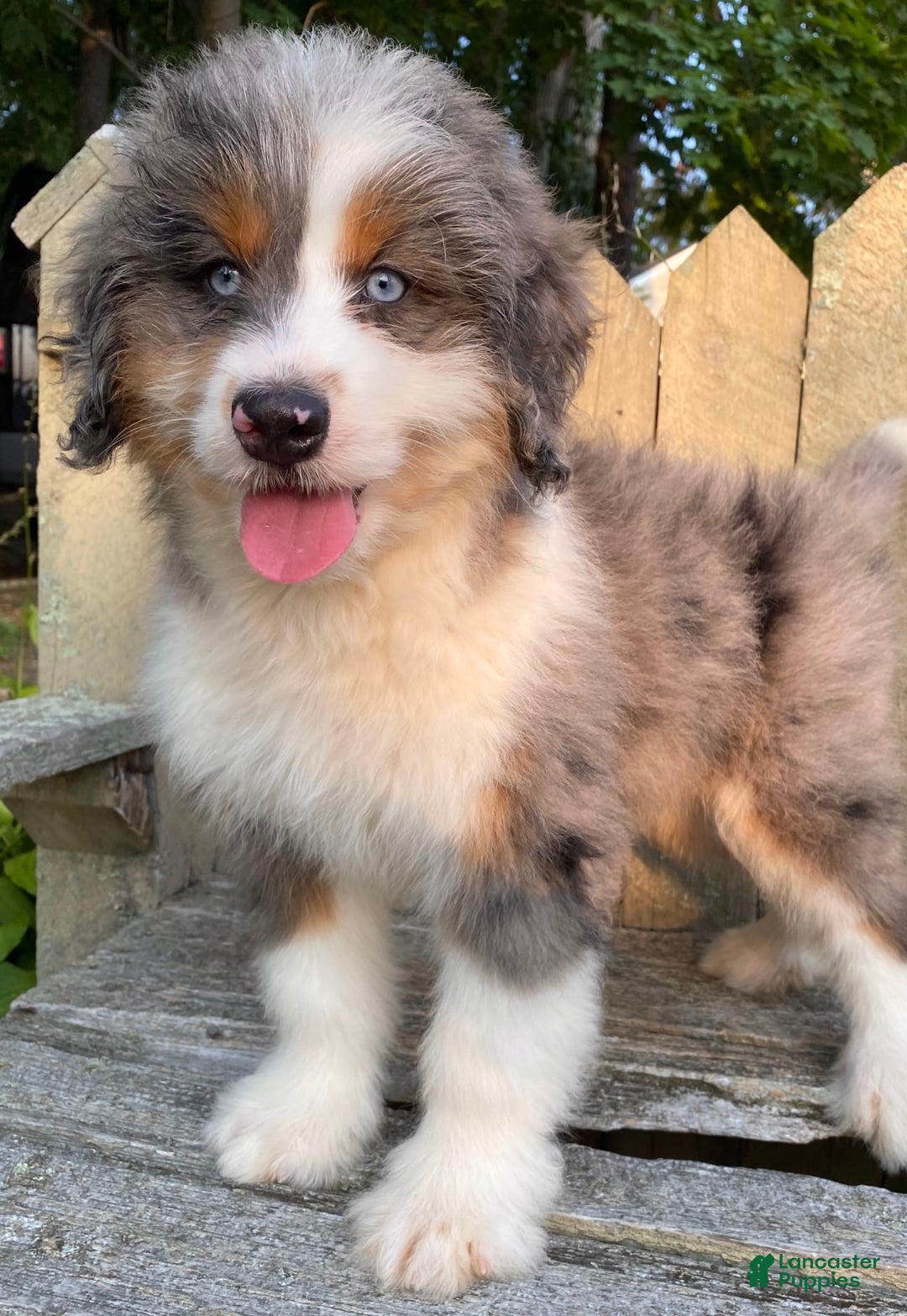 Mini Bernedoodle dogs for sale: 🤎 In Boston Massachusetts 🤎 Two Blue Eyes 🤎 Mini Bernedoodle 🤎 - Image 4