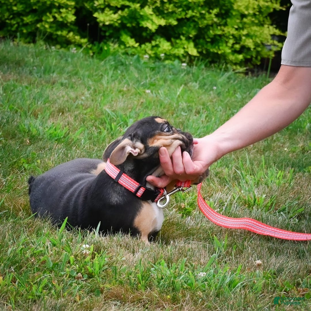 French Bulldog dogs for sale: Princess - Image 3