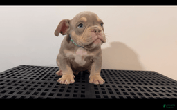 American Bully dogs for sale: Shark Boy - Image 1
