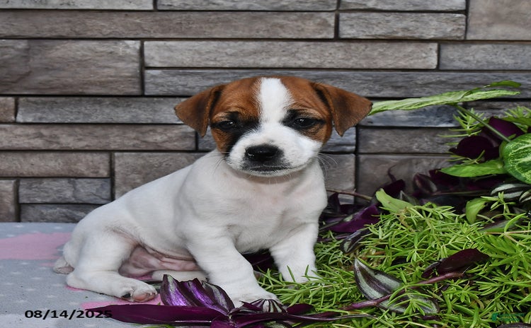 Jack Russell Terrier dogs for sale - Ad 4