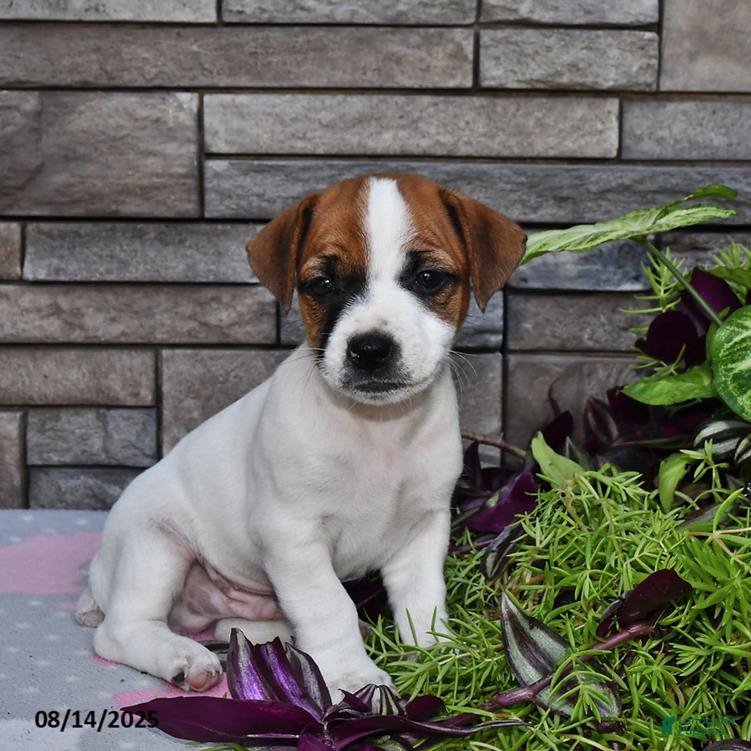 Jack Russell Terrier dogs for sale: Kelly - Image 1