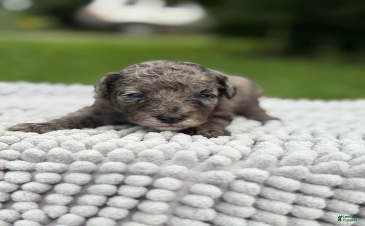 Maltipoo dogs - Advert 8