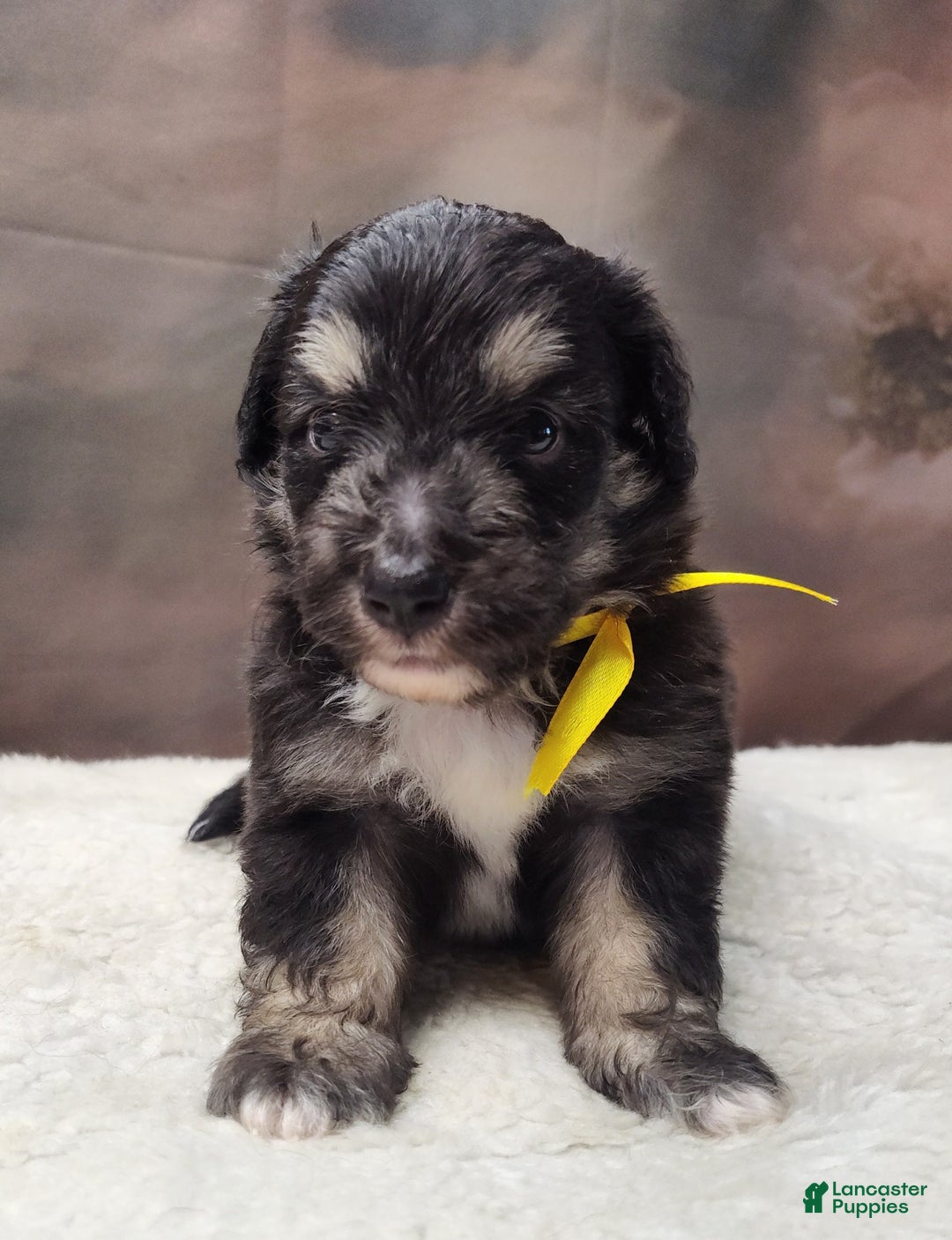 Shetland Sheepdog dogs for sale: Hubble - Image 2