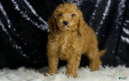 Mini Goldendoodle dogs for sale: Junebug - Image 2