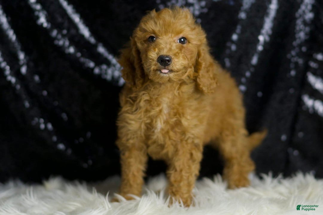 Mini Goldendoodle dogs for sale: Junebug - Image 2