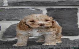 Cockapoo dogs for sale: Shiann - Image 2