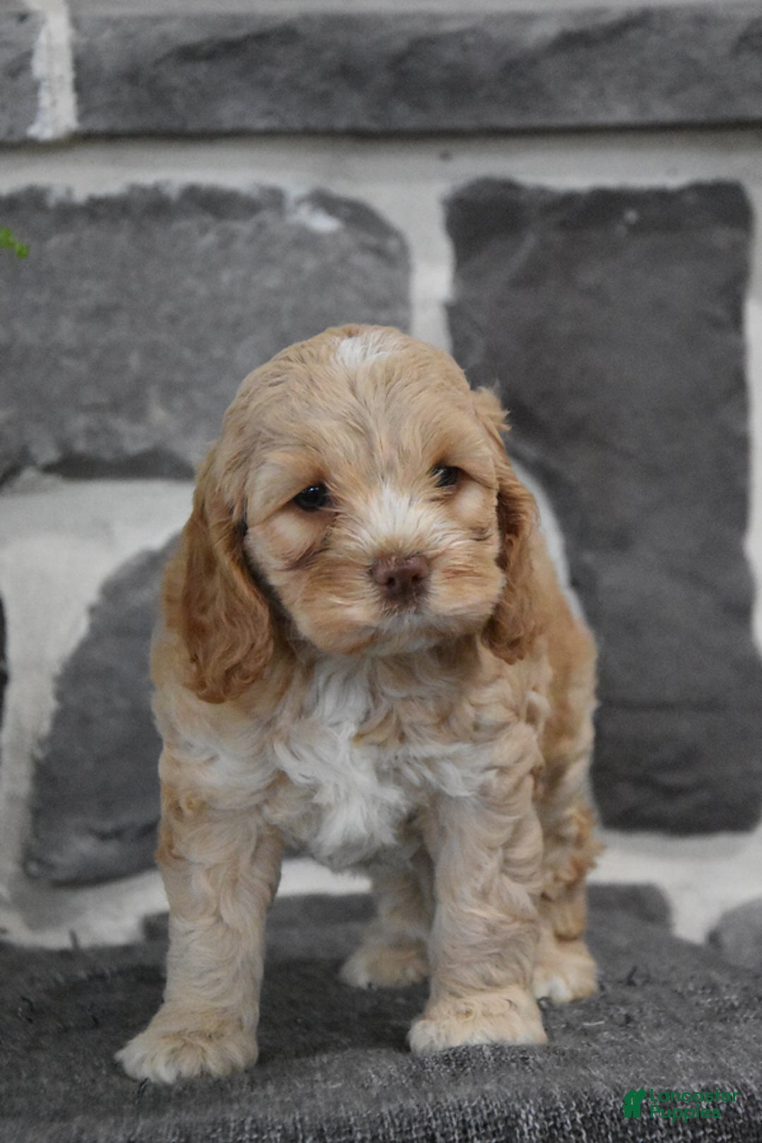 Cockapoo dogs for sale: Shiann - Image 2