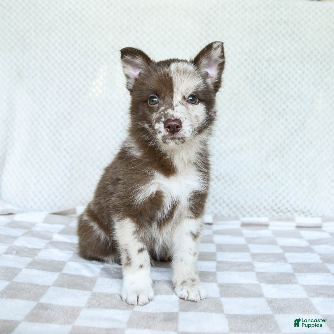 Pomsky dogs for sale: Buster - Image 2