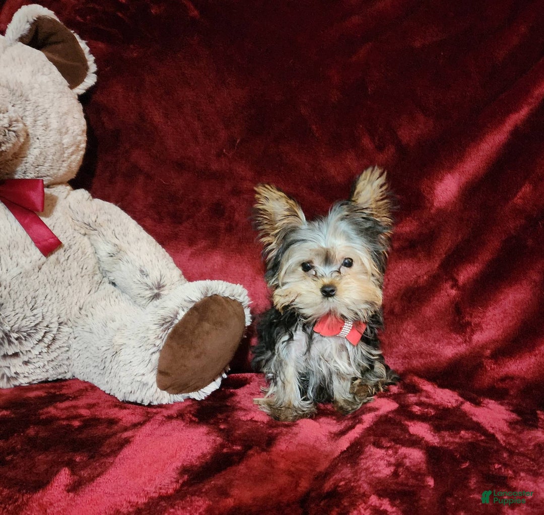 Yorkshire Terrier dogs for sale: Teddy - Image 4