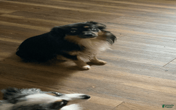  dogs for sale: Toy Australian Shepherd 2 puppies - Image 3