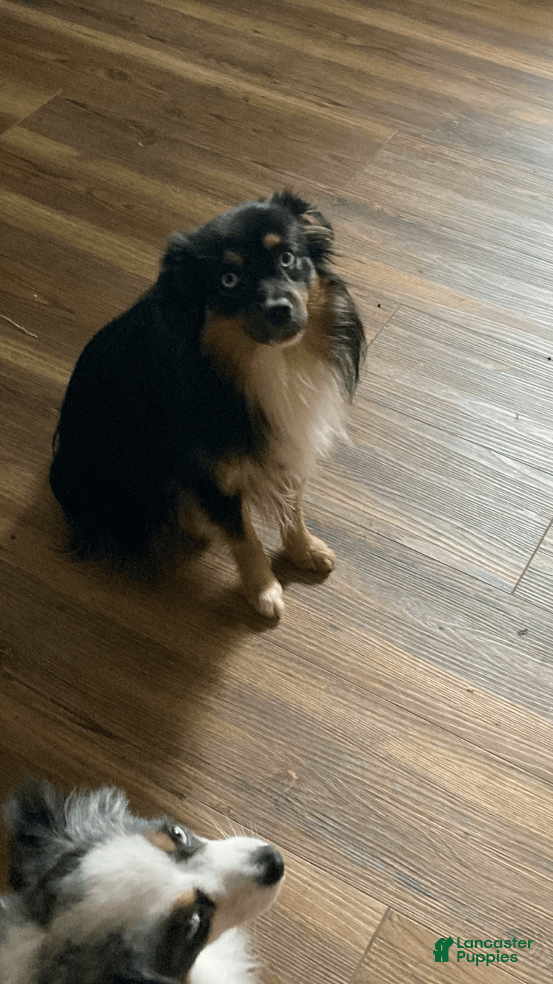  dogs for sale: Toy Australian Shepherd 2 puppies - Image 3