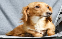 Miniature Dachshund dogs for sale: Dora - Image 10