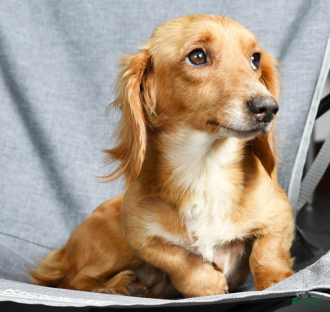 Miniature Dachshund dogs for sale: Dora - Image 10