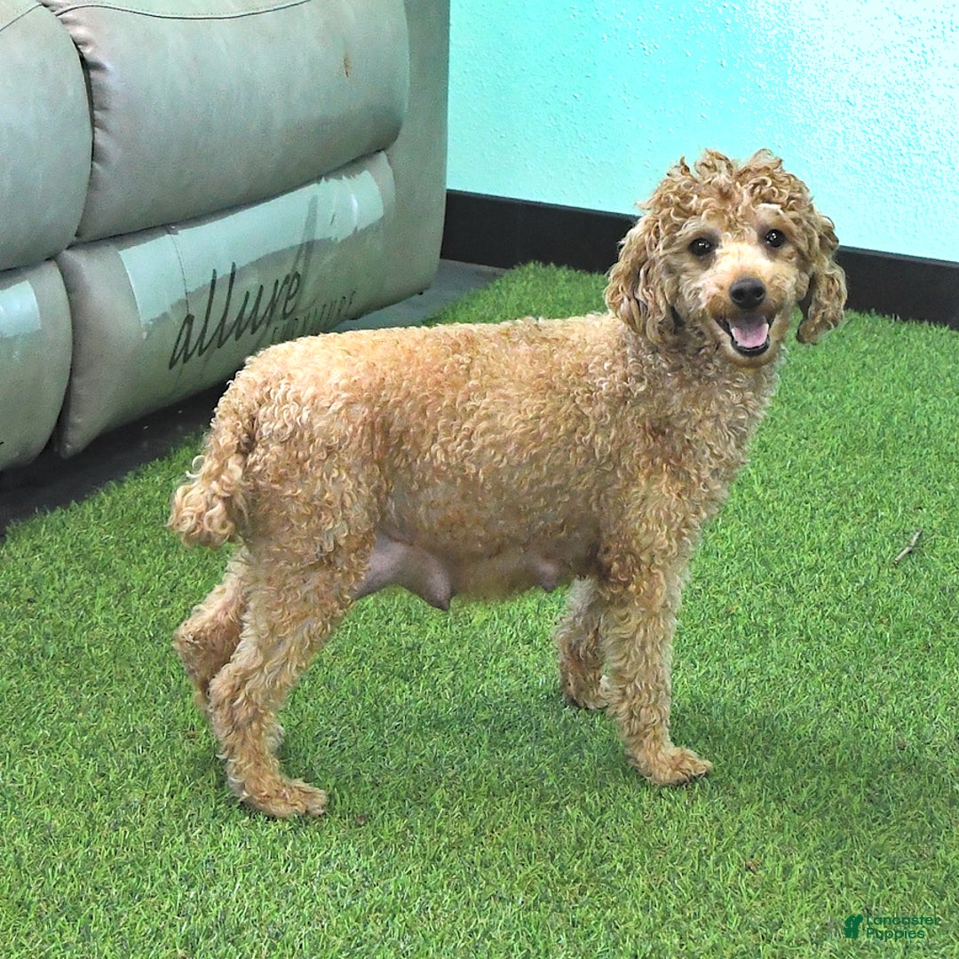 Miniature Poodle dogs for sale: Sarge - Image 11