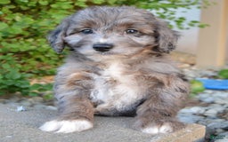 Mini Aussiedoodle dogs for sale: Mini Ava - Image 29
