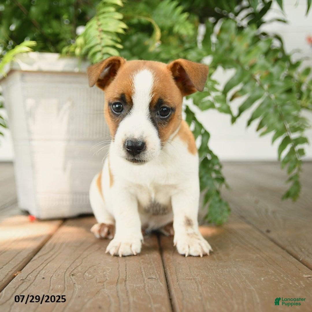 Jack Russell Terrier dogs for sale: Caramel - Image 3