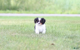 Cavalier King Charles Spaniel dogs for sale: Rex - Image 9