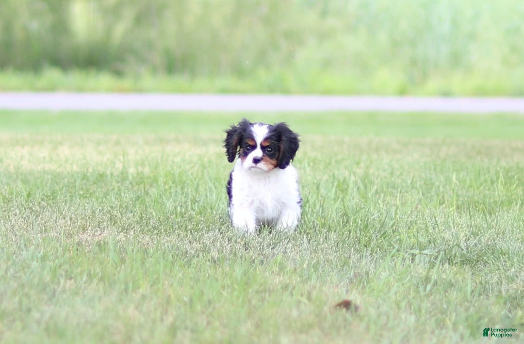 Cavalier King Charles Spaniel dogs for sale: Rex - Image 9