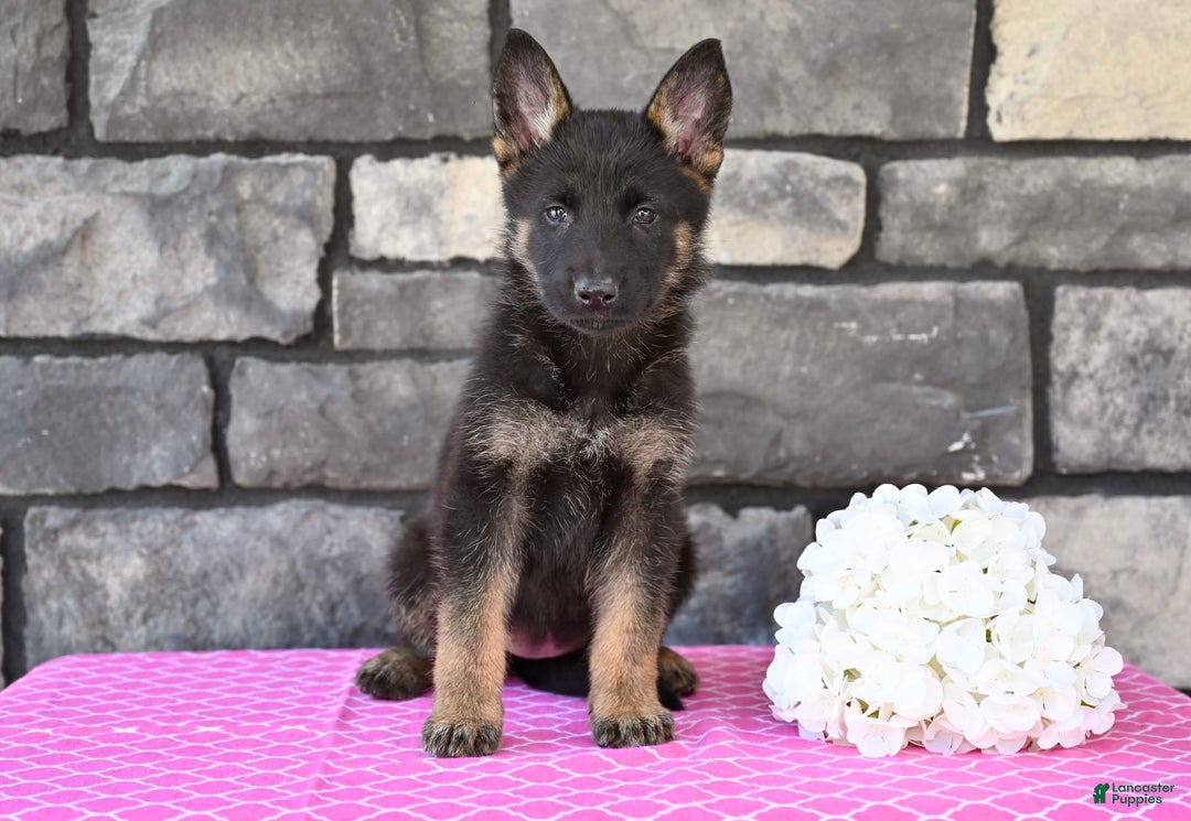 German Shepherd dogs for sale: German Shepherd 6 puppies - Image 1