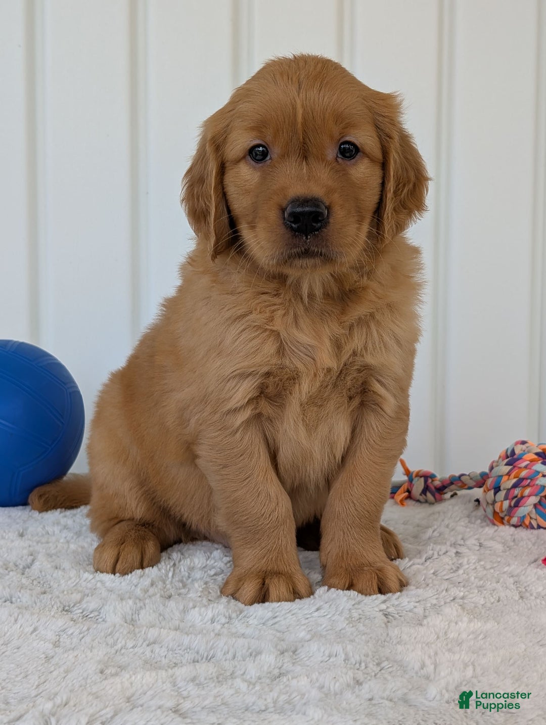 Golden Retriever dogs for sale: Hunter - Image 12