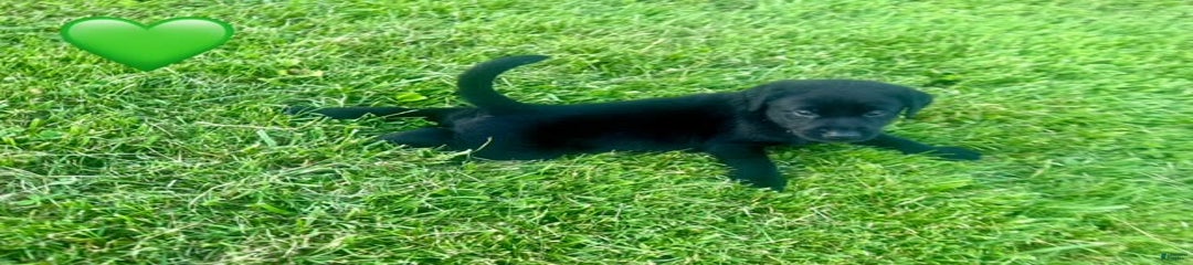 Male Black Green Collar