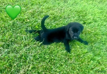 Male Black Green Collar